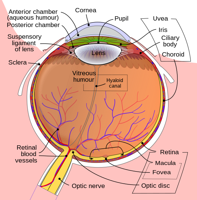 Diagram of the Human Eye